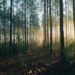 Overlevelse og Bushcraft i Danmark 2025