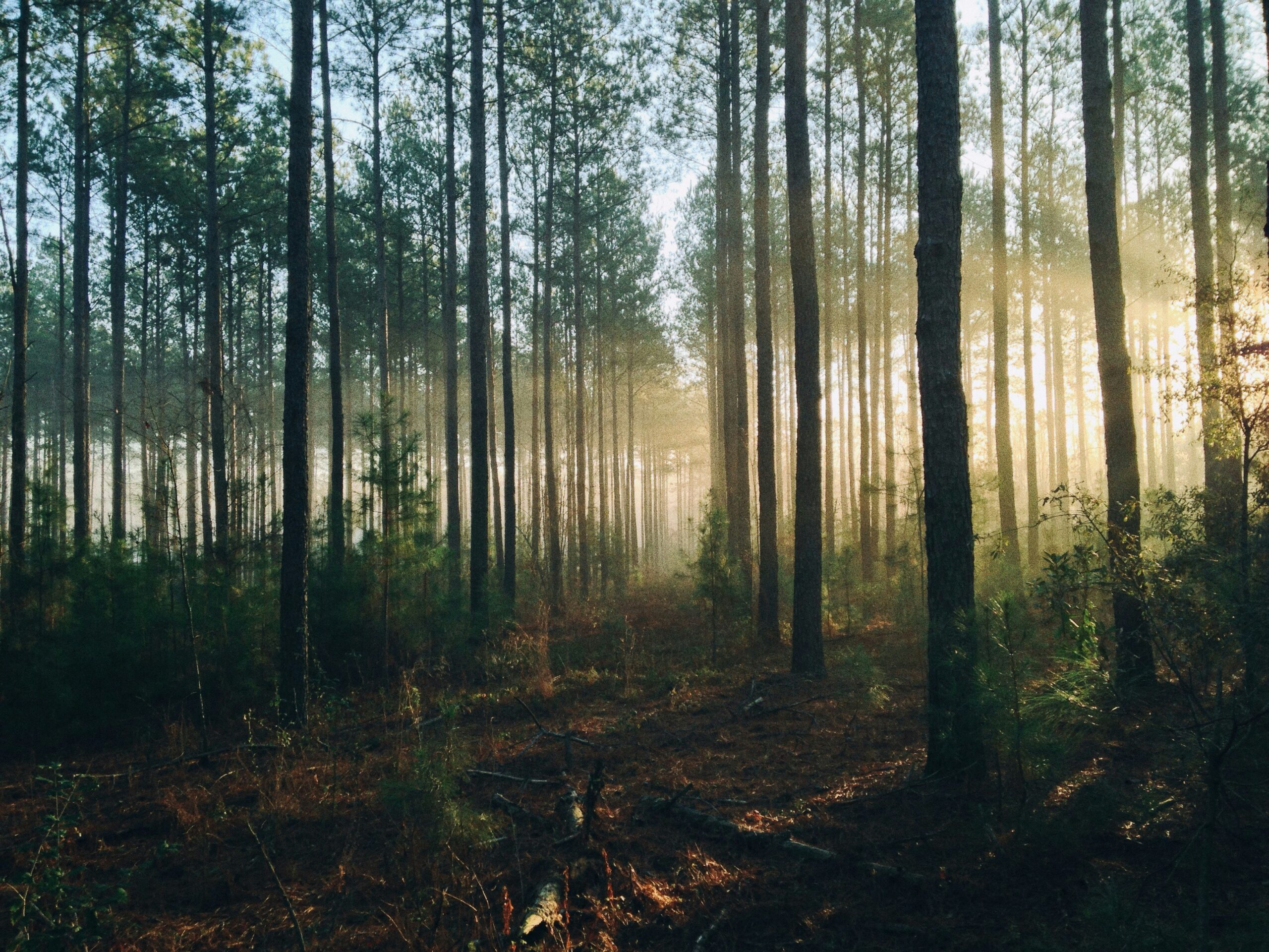 Overlevelse og Bushcraft i Danmark 2025