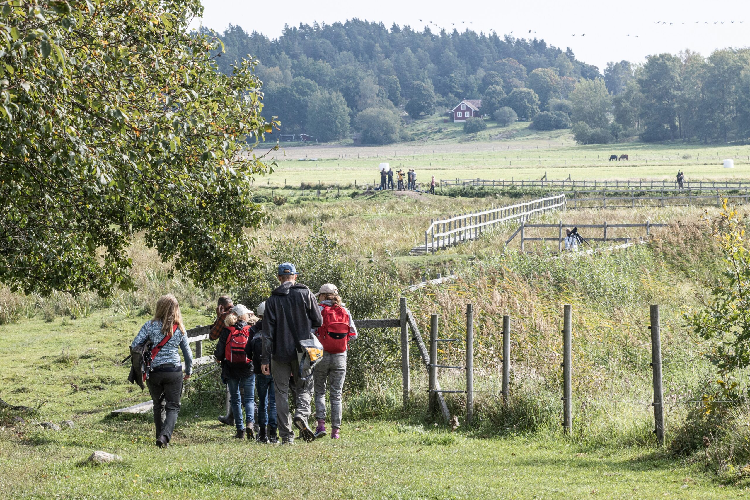 Vandreture i Sverige – 7 skønne ruter i 2025